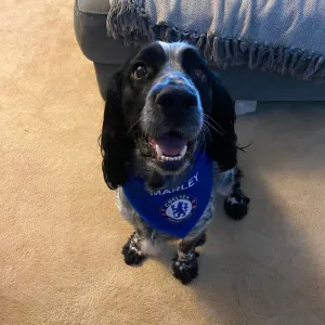 Personalised Chelsea Dog Bandana