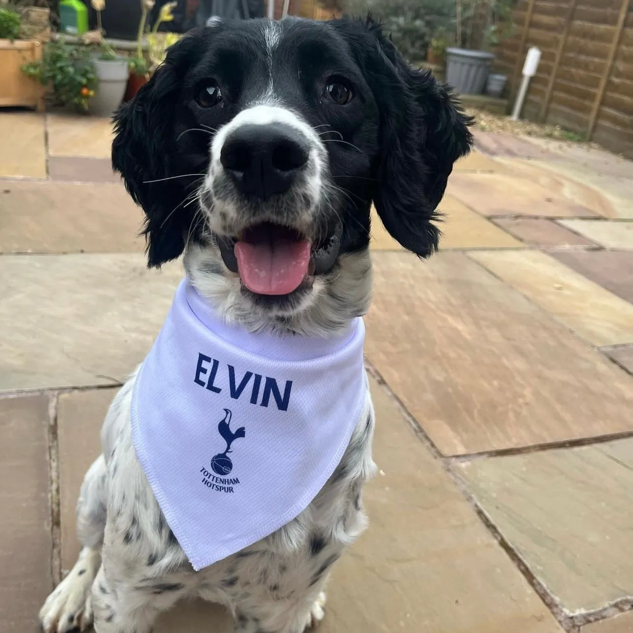 Personalised Spurs Dog Bandana